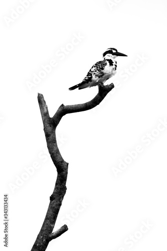 A high key photo of Pied Kingfisher sitting on a branch. photo