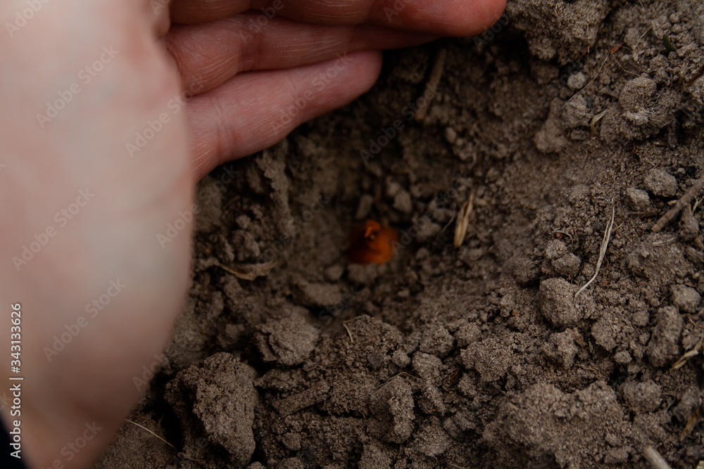 Yellow onion seedlings will be put into the ground Yellow onion seedlings will be put into the ground
