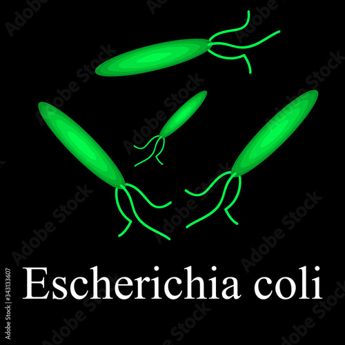 E. coli. Diseases causing E. coli. Infographics. Vector illustration