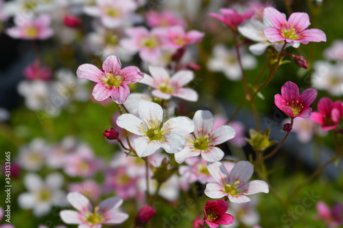 Fototapeta Naklejka Na Ścianę i Meble -  Saxifrage flowers