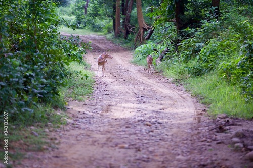 Spotted deers on the pathway, at Jim Corbett Park, Uttarakhand, India