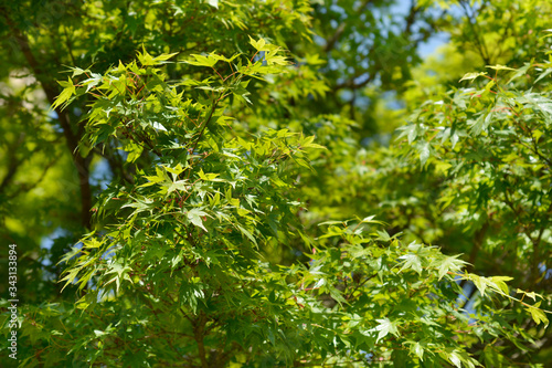 Japanese Maple