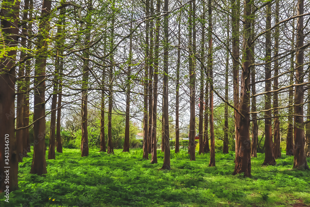 Obraz premium trees in the forest