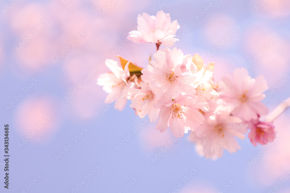 Abstract soft background with cherry blossom and sunlight in shot. Selective focus image. blossoming cherry flowers at spring time Abstract soft background with cherry blossom and sunlight in shot. Selective focus image. blossoming cherry flowers at spring time