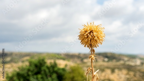 Close up of spiky dried flower on the nature background in Cyprus