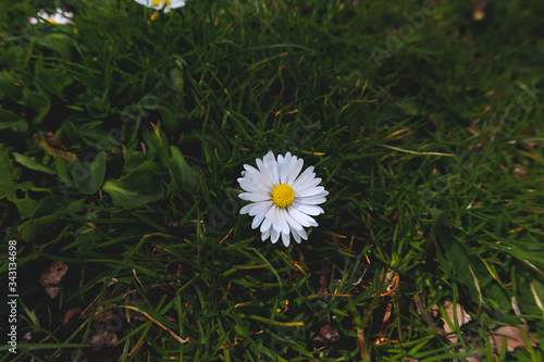 daisy in the grass