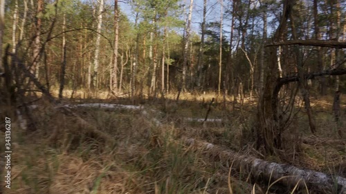walk through a dry swamp in a beautiful spring forest