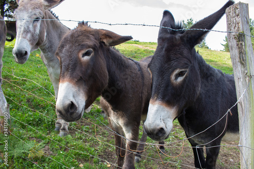 Three donkeys behind the fence. Donkeys at countyside. Farm concept. Animals concept. Pasture background. Cute donkeys looking at camera. Rural landscape. 