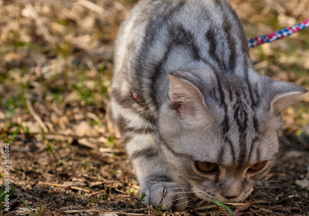 Naklejka premium A pet cat on a walk in the wild on a leash. Pets in the wild