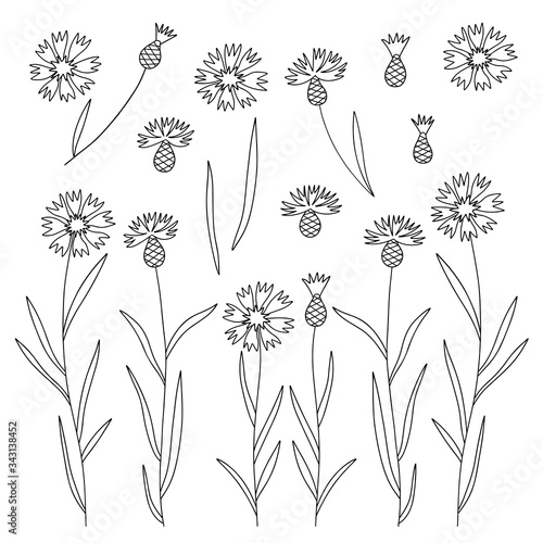 Set of cornflower, outline hand drawig vector. Meadow flowers and leaves