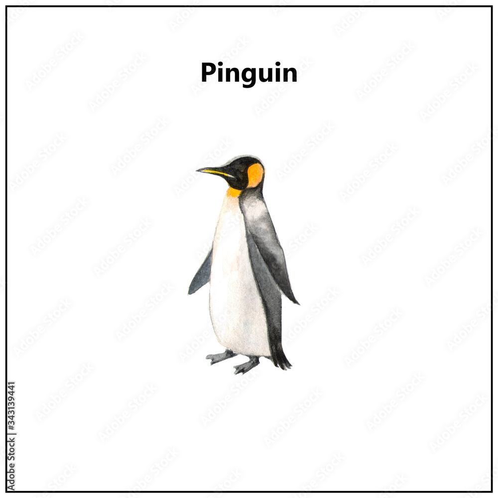 Fototapeta premium A close up of antarctica penguin