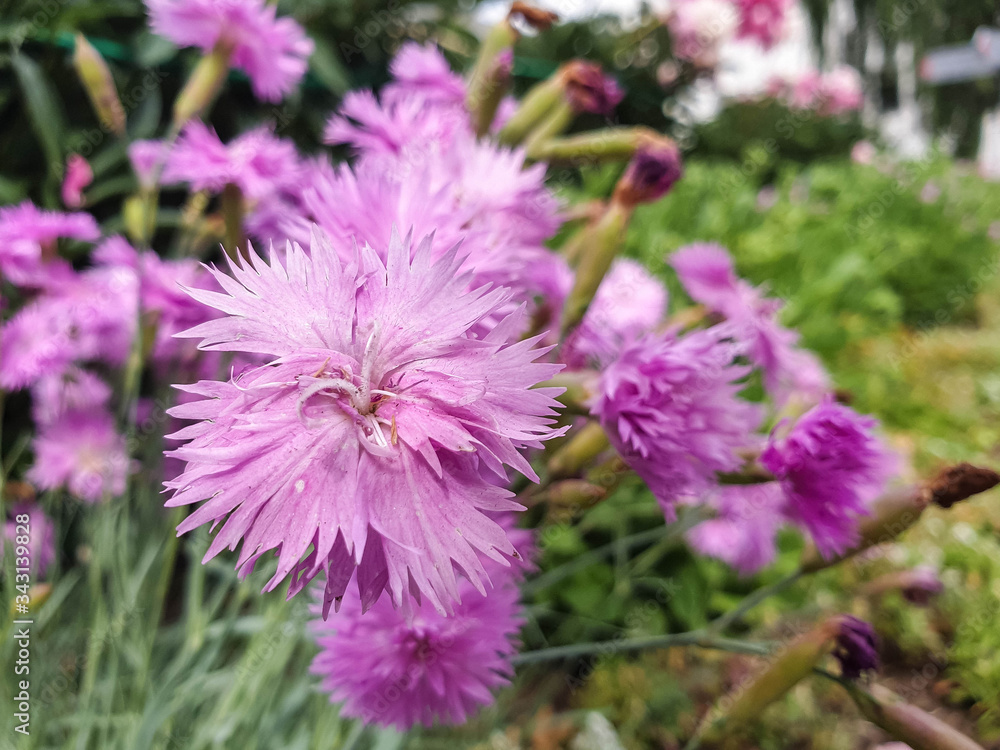 Fototapeta premium Red and white carnation close - up on blurred background