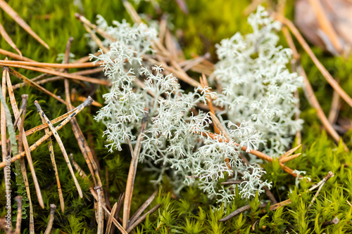 Macro photo of reindeer moss growing on the stone, Finland. © Elena Noeva