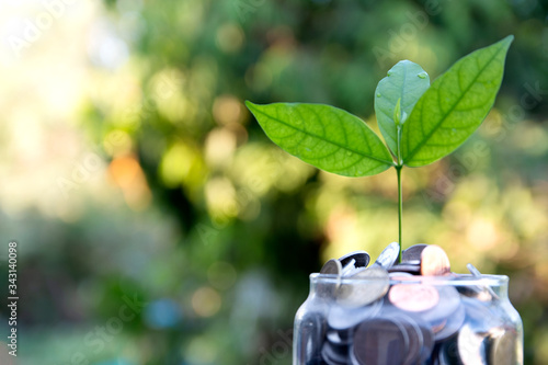 Plant growing on Coins glass jar and concept money saving coins