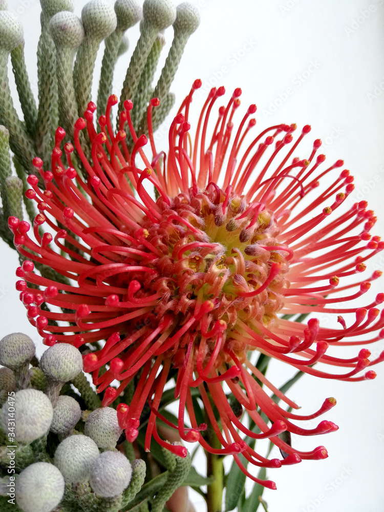 Fototapeta premium red exotic flower in bouquet with green lichen