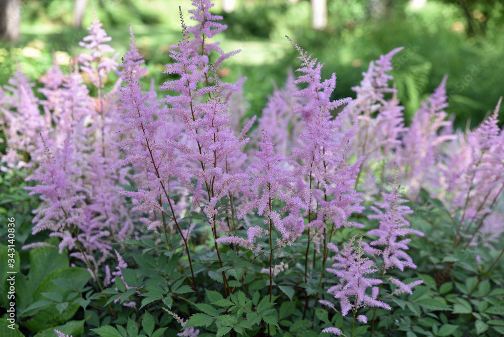 Obraz premium Astilbe rose au jardin