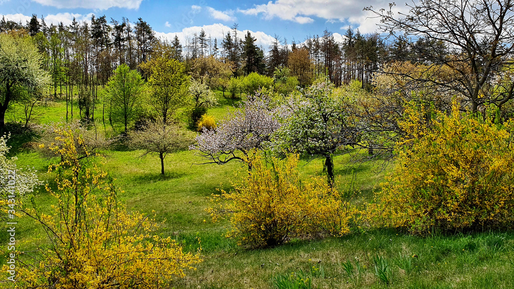 Beautiful nature scene with blooming trees and shrubs stock images. Czech rural landscape stock images. Spring landscape with field and forest. Beautiful Czech countryside. Spring background concept