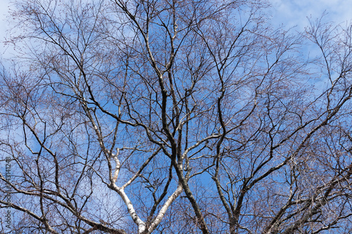 Birch bare tree against the blue sky at spring.