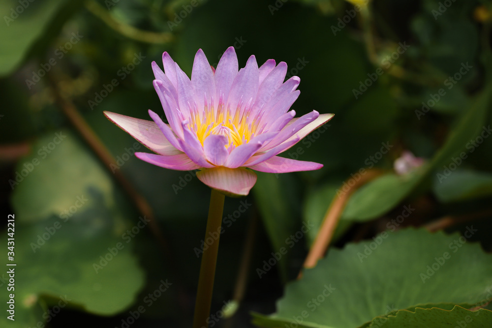 close up lotus flower yellow and purple color is so beautiful close up lotus flower yellow and purple color is so beautiful