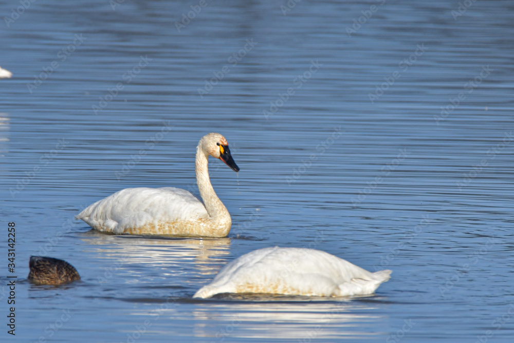 Wintering swans in Oregon