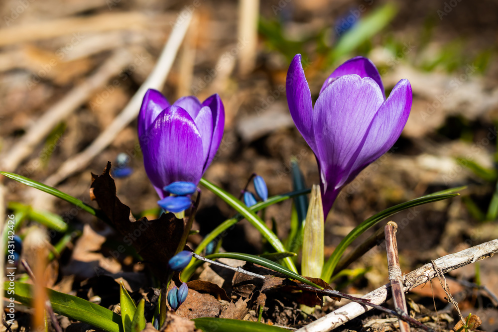 Violet beautiful crocuses in early spring garden. Soft selective focus. Violet beautiful crocuses in early spring garden. Soft selective focus.