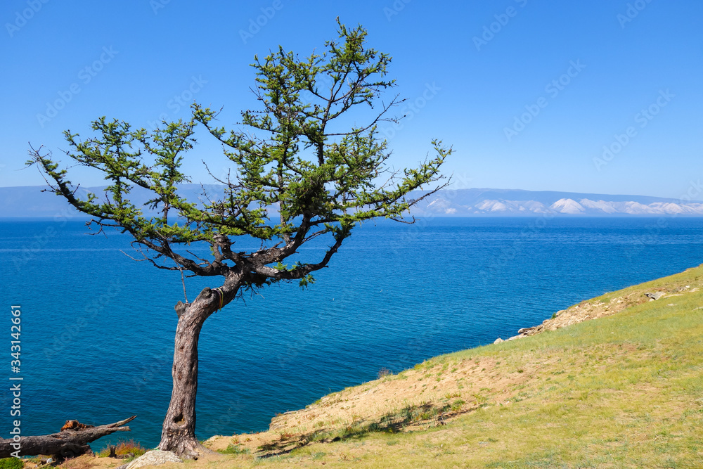 Lonely tree on a background of blue sky. Relict larch on the island of Olkhon. Lake Baikal, Russia. Bright sunny day in the summer.