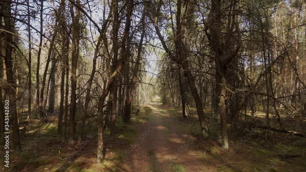 walk through the dead and dried pine forest walk through the dead and dried pine forest