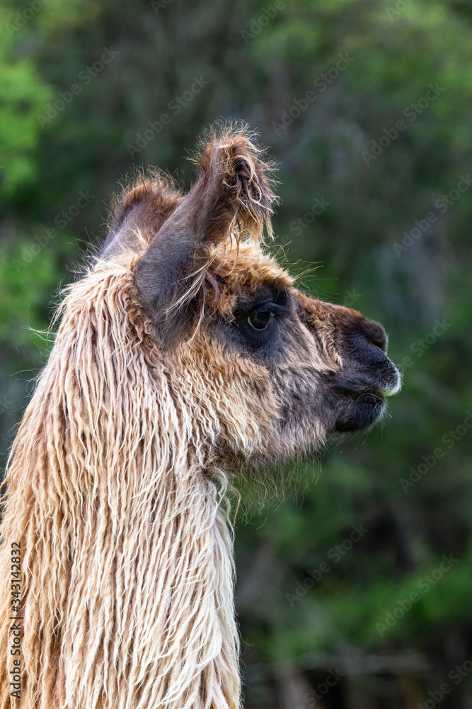 Fototapeta premium Guanaco. South Island, New Zealand