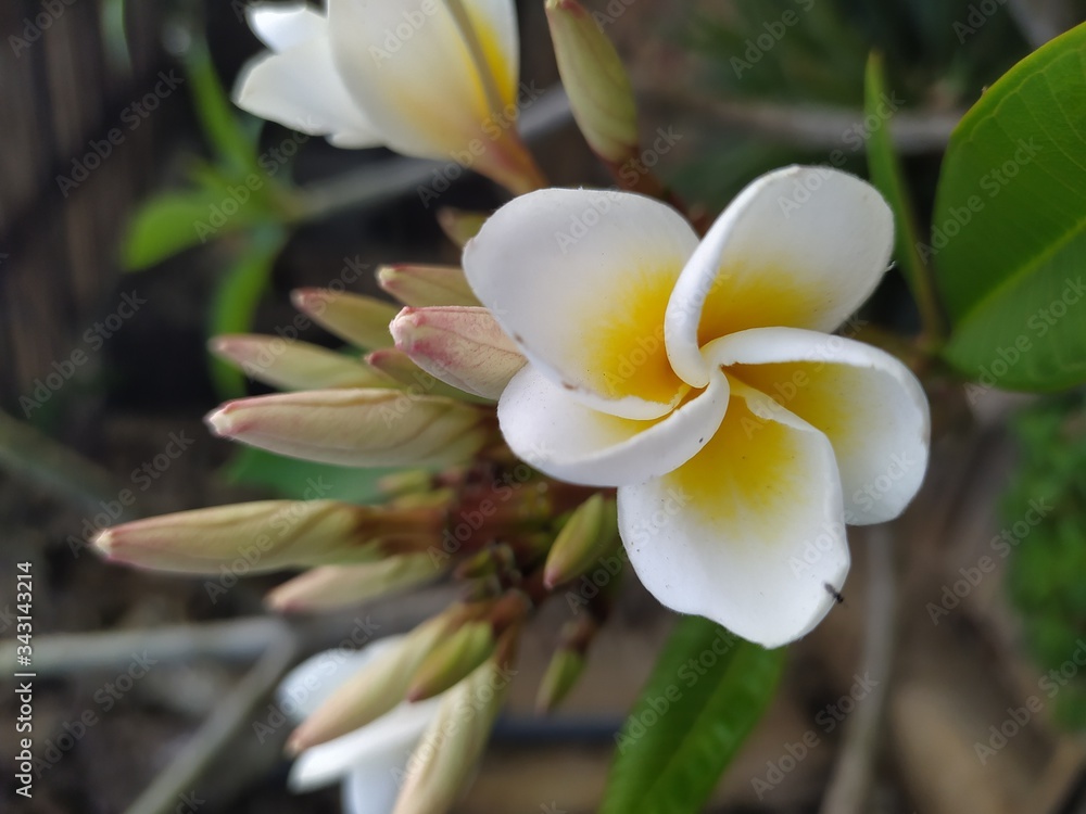 Fototapeta premium yellow frangipani flower