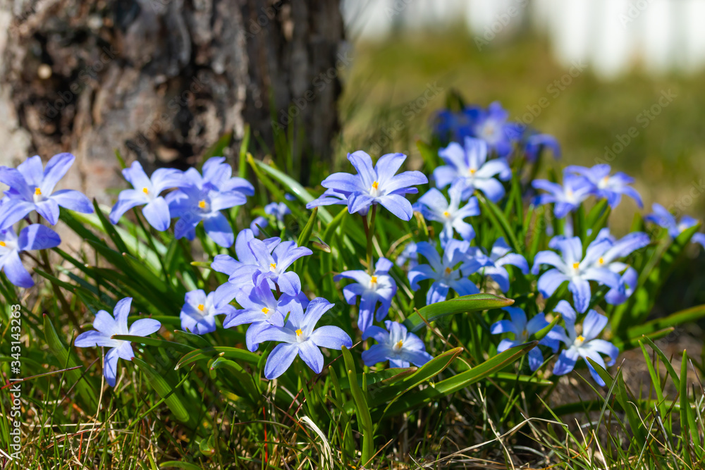 Closeup of blooming blue scilla luciliae flowers in sunny day. First spring bulbous plants. Selective focus. Closeup of blooming blue scilla luciliae flowers in sunny day. First spring bulbous plants. Selective focus.