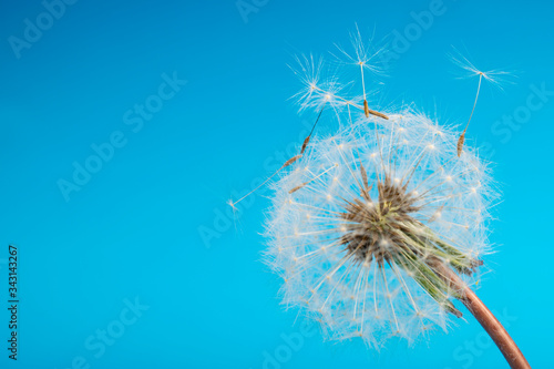 Dandelion on a blue background. Fluffy flower, plant seeds, closeup flower, nature around us.