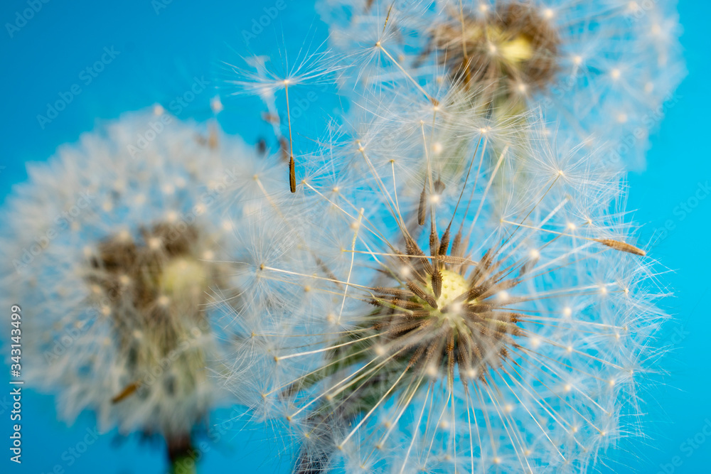 Fototapeta premium Dandelion on a blue background. Fluffy flower, plant seeds, closeup flower, nature around us.