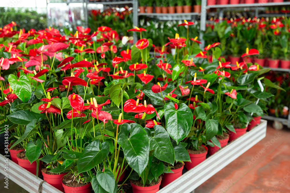 Calla blooming plants are sold in modern flower supermarket