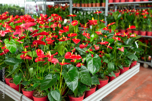 Calla blooming plants are sold in modern flower supermarket