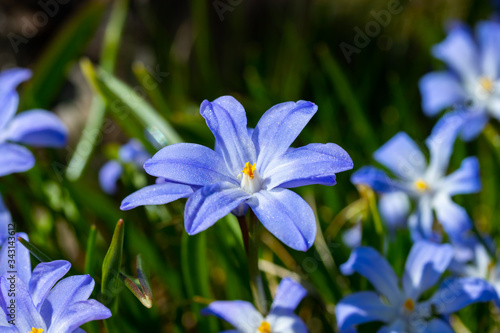 Closeup of blooming blue scilla luciliae flowers in sunny day. First spring bulbous plants. Selective focus.