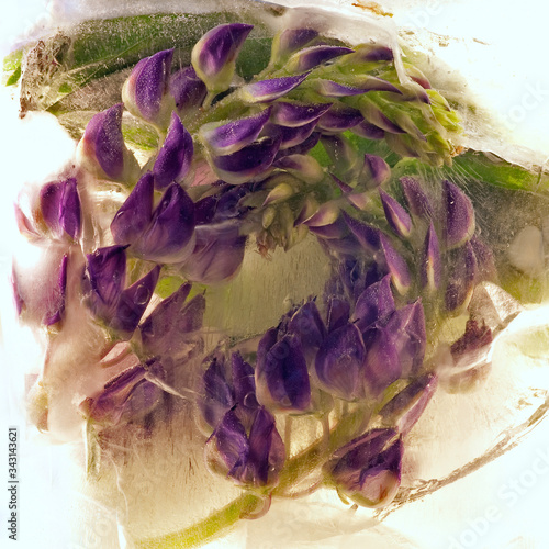 Background of  lupine  flower   in ice   with air bubbles.