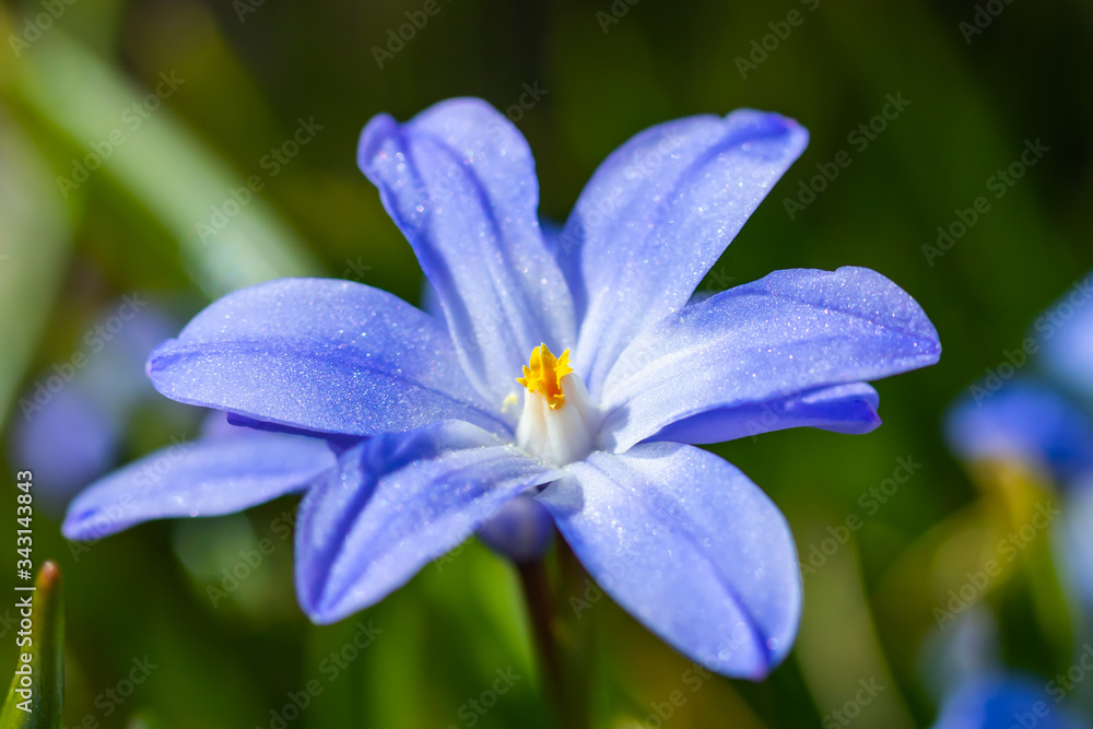 Closeup of blooming blue scilla luciliae flowers in sunny day. First spring bulbous plants. Selective focus. Closeup of blooming blue scilla luciliae flowers in sunny day. First spring bulbous plants. Selective focus.