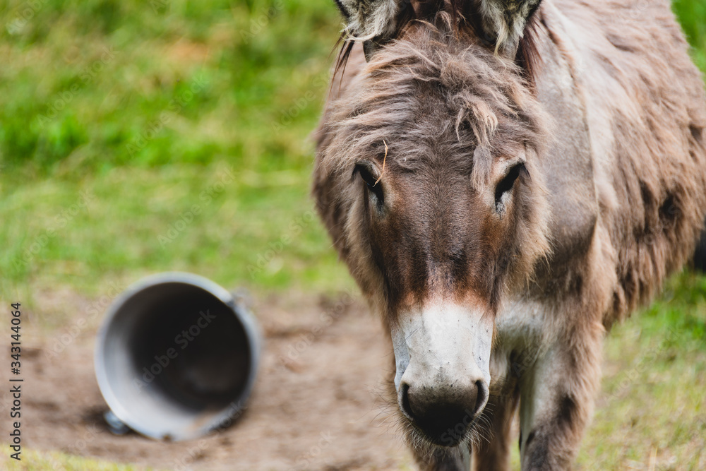 close-up of a young donkey during the shedding close-up of a young donkey during the shedding