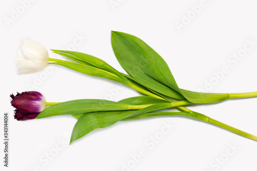 Two fresh tulip flowers isolated on white