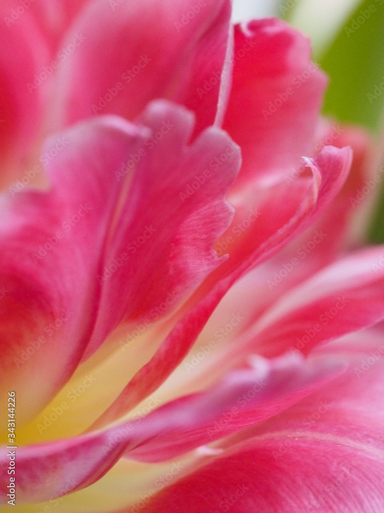 Tulip close up