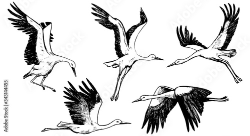 Collection of beautiful flying storks isolated in white. Hand drawn vector illustrations. Realistic black ink sketches of wild birds cranes. Set of vintage graphic elements for poster, print, postcard