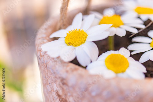 Spring daisies planted in a clay pot viewed from close up in the foreground with unfocused background