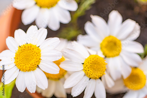 Spring daisies planted in a clay pot viewed from close up in the foreground with unfocused background