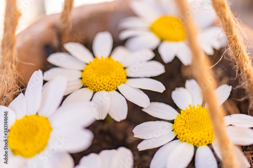 Spring daisies planted in a clay pot viewed from close up in the foreground with unfocused background
