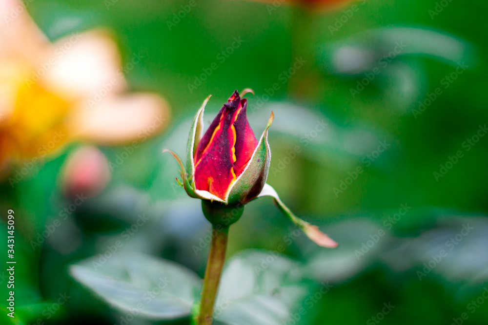 Rosa Cerrada Colores Roja Naranja Rosa Cerrada Colores Roja Naranja
