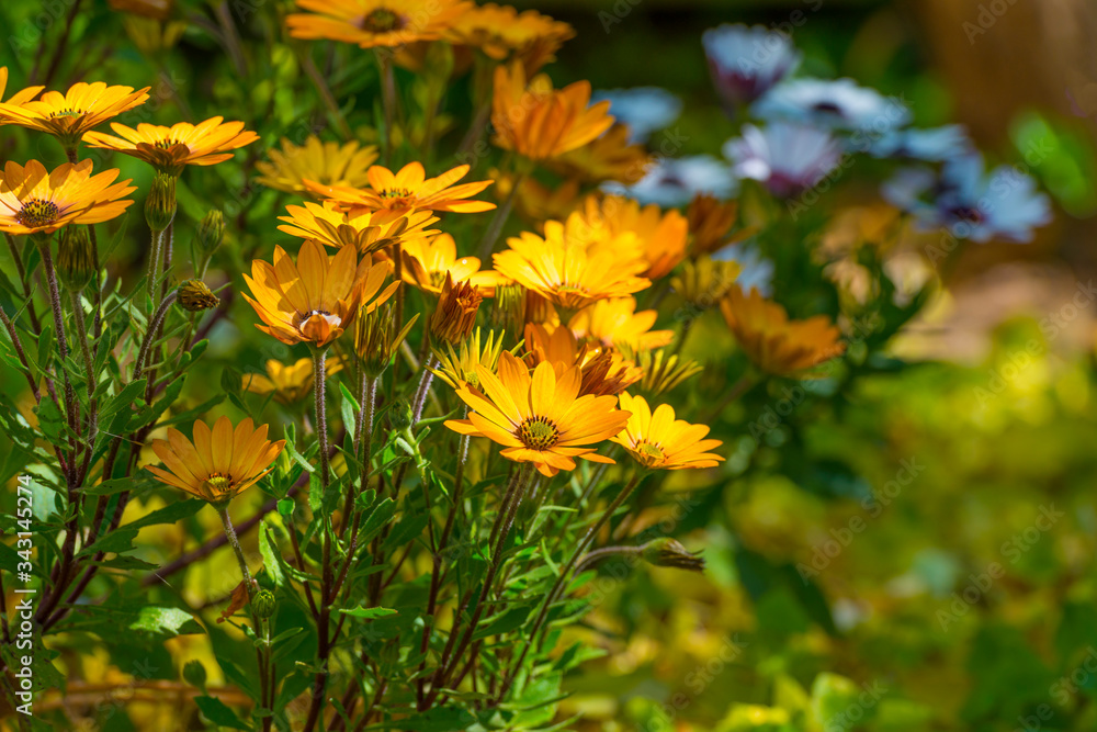 Colorful flowers in a bright lush garden in sunlight in spring Colorful flowers in a bright lush garden in sunlight in spring
