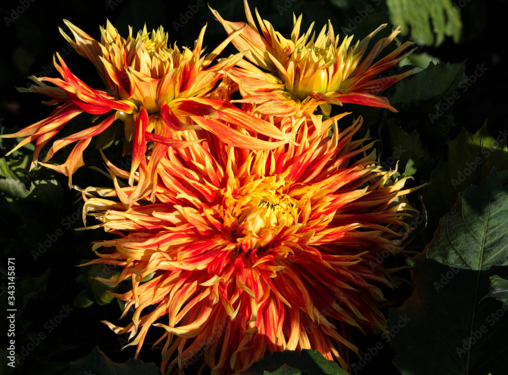 beautiful flowers in nature in the botanical garden beautiful flowers in nature in the botanical garden