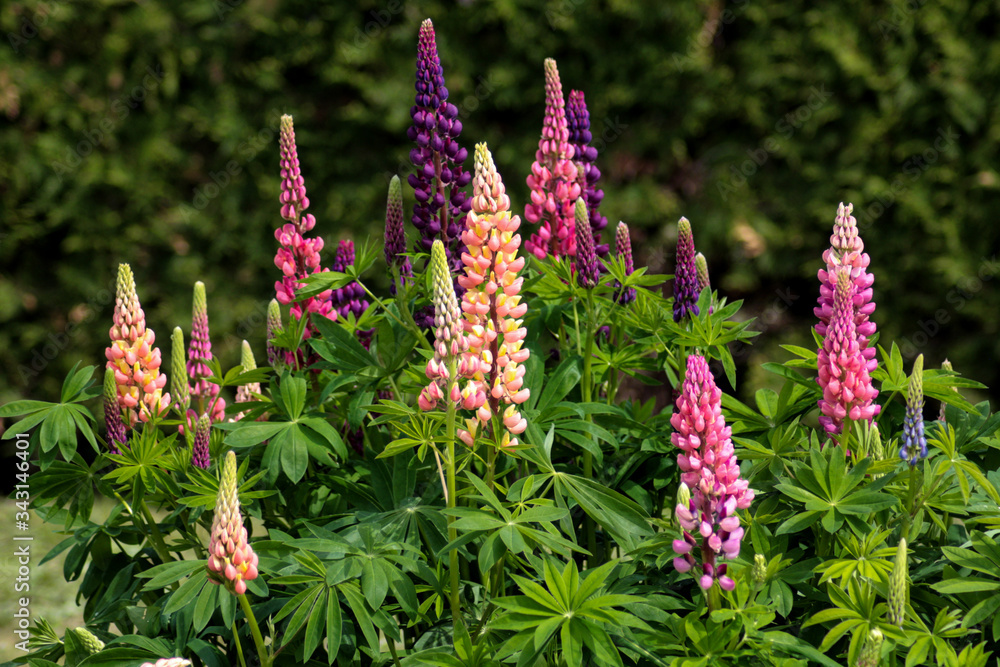 beautiful flowers in nature in the botanical garden