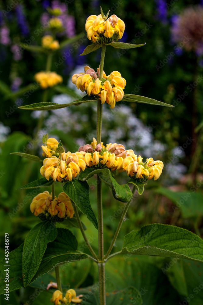 beautiful flowers in nature in the botanical garden