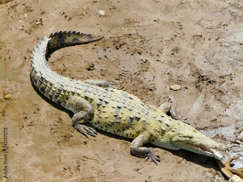 Crocodile  Tarcoles River  Alajuela  Orotina  Costa Rica